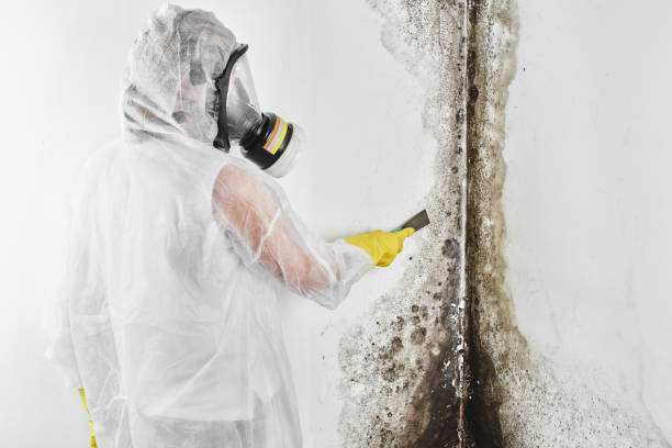 Professional Mold Removal in San Carlos, CA